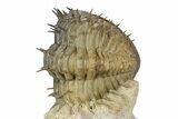 Multi-Toned Enrolled Spiny Drotops Armatus Trilobite - Morocco #356936-3